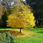 Kursprung
