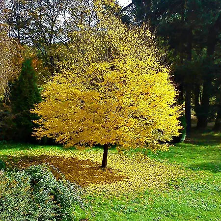 Kursprung